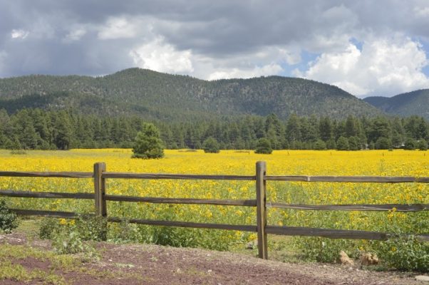 Pros And Cons Of Living In Flagstaff Az Updated