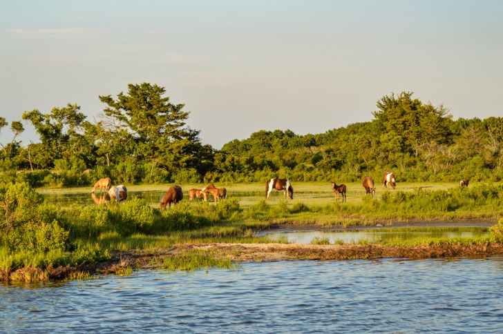 Chincoteague Island, United States