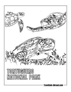 Tortuguero National Park: Witness the nesting of sea turtles, particularly green sea turtles, on the park's beaches during nesting season.