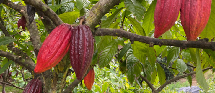 Lydgate Farms Chocolate Island And Fruit Tour