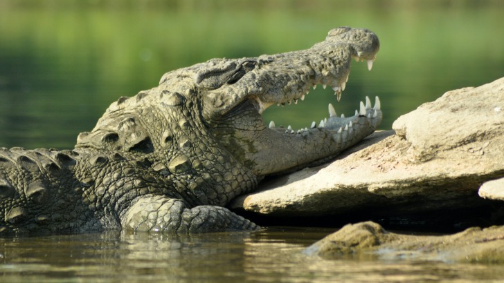 Alligator