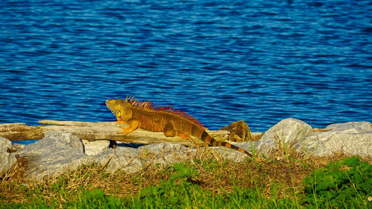 Lake Okeechobee