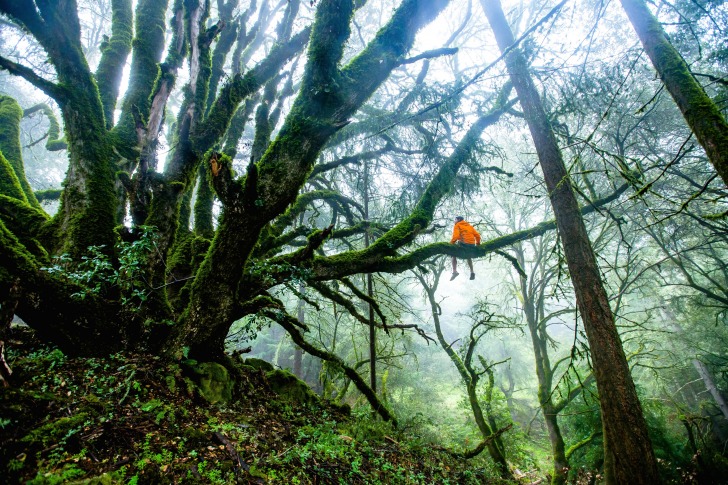 Man sitting on a large tree in moss