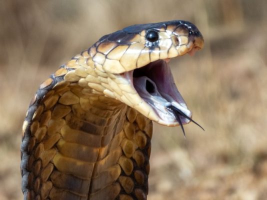 Are There Snakes in Italy? Should You Be Worried?