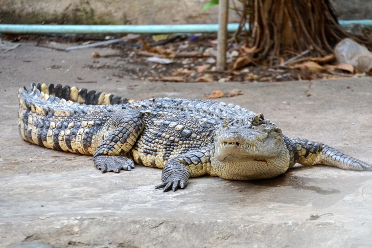 Are There Alligators in Lake Lanier 2024 Updated