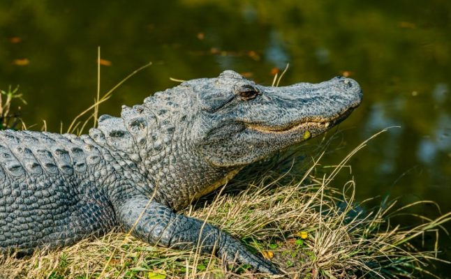 Are There Alligators in Lake Pontchartrain? 🐊 (2024 Updated)