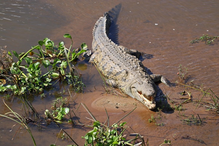 Alligator