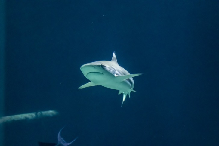 Shark swimming