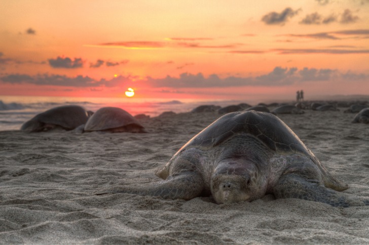 Turtles on the shore