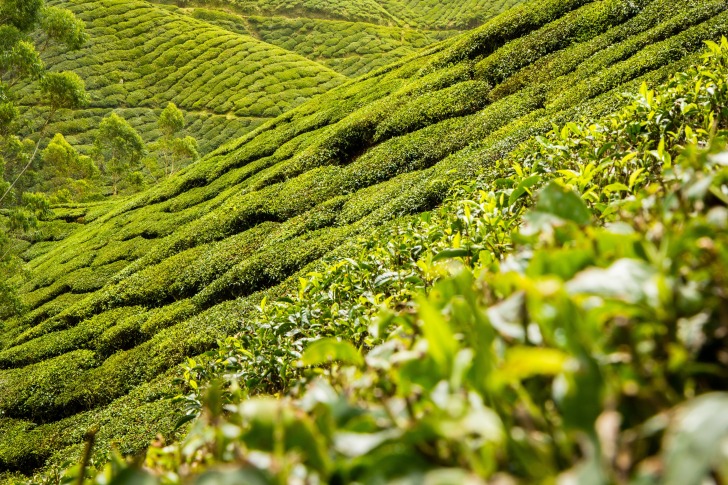 Tea plantation